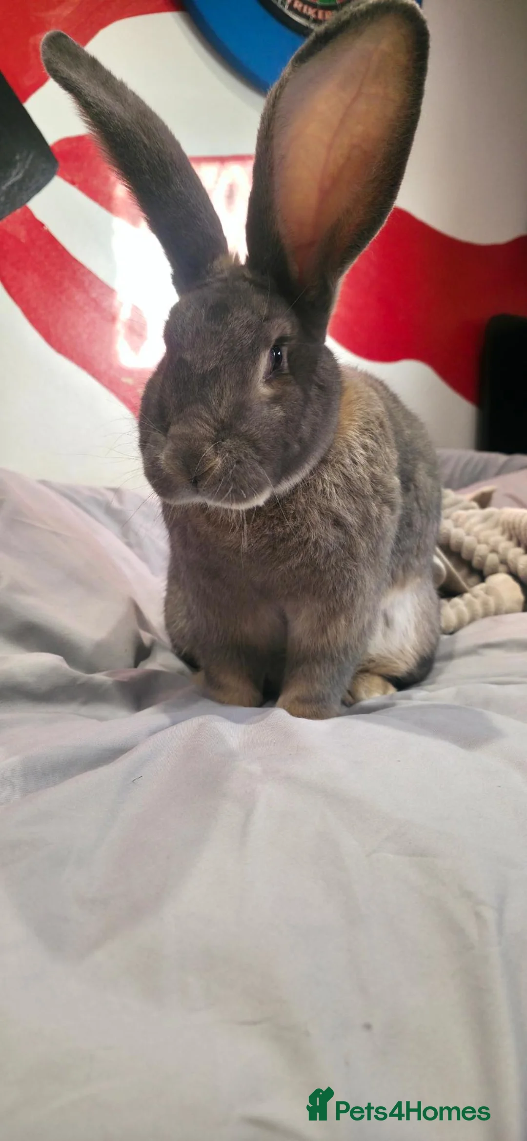 Continental Giant rabbits for sale: Giant contiental  - Advert 5