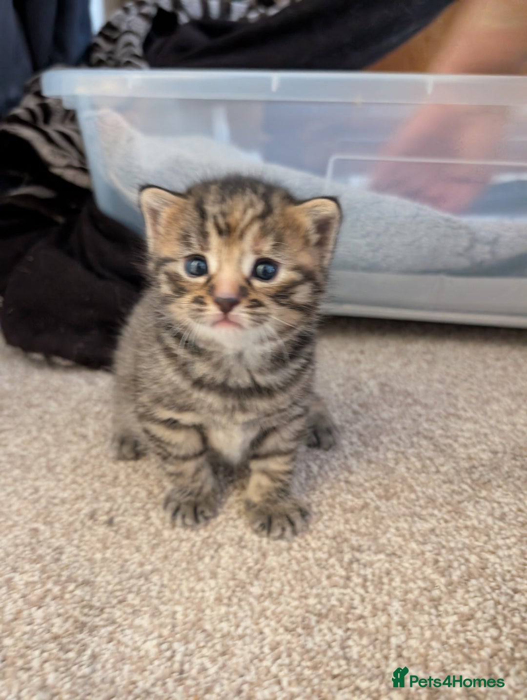 Mixed Breed cats for sale: 2 Beautiful kittens  - Image 8