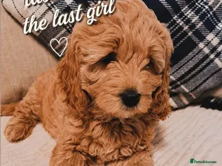 Goldendoodle dogs Stunning mini Goldendoodle one left - Advert 3