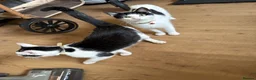 Mixed Breed cats for sale: Kittens  in Kingswinford - Advert 1