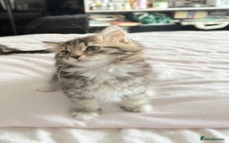Ragdoll cats for sale: Ragdoll and Russian blue mix  - Image 12