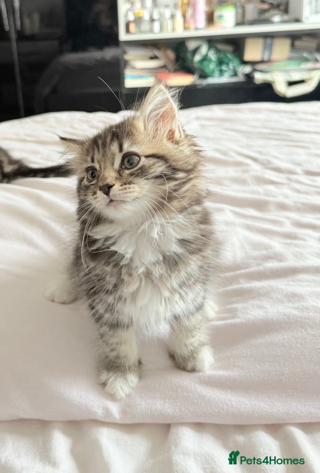 Ragdoll cats for sale: Ragdoll and Russian blue mix  - Image 12