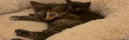 Mixed Breed cats for sale: Half Maine-coon kittens - Advert 7