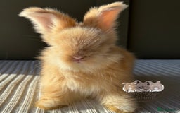 Angora rabbits for sale: Fully Vaccinated Maxi Faced English Angora - Advert 4