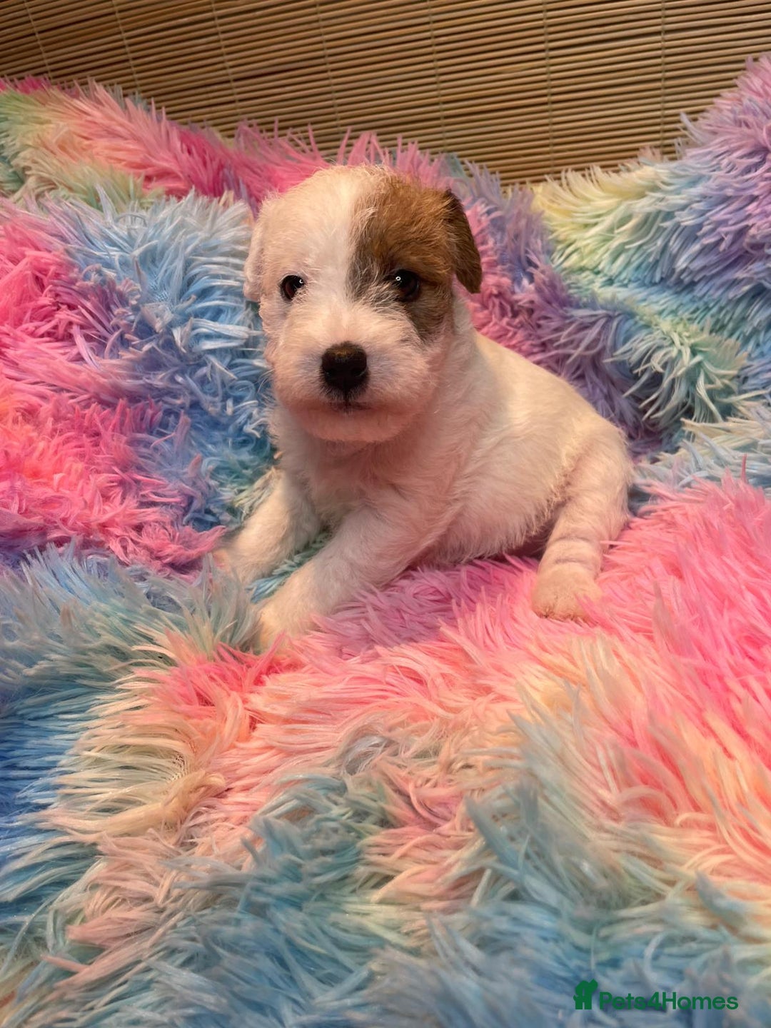 Mixed Breed dogs for sale: Wire Fox X Parsons Jack Russell Puppies for Sale - Advert 21