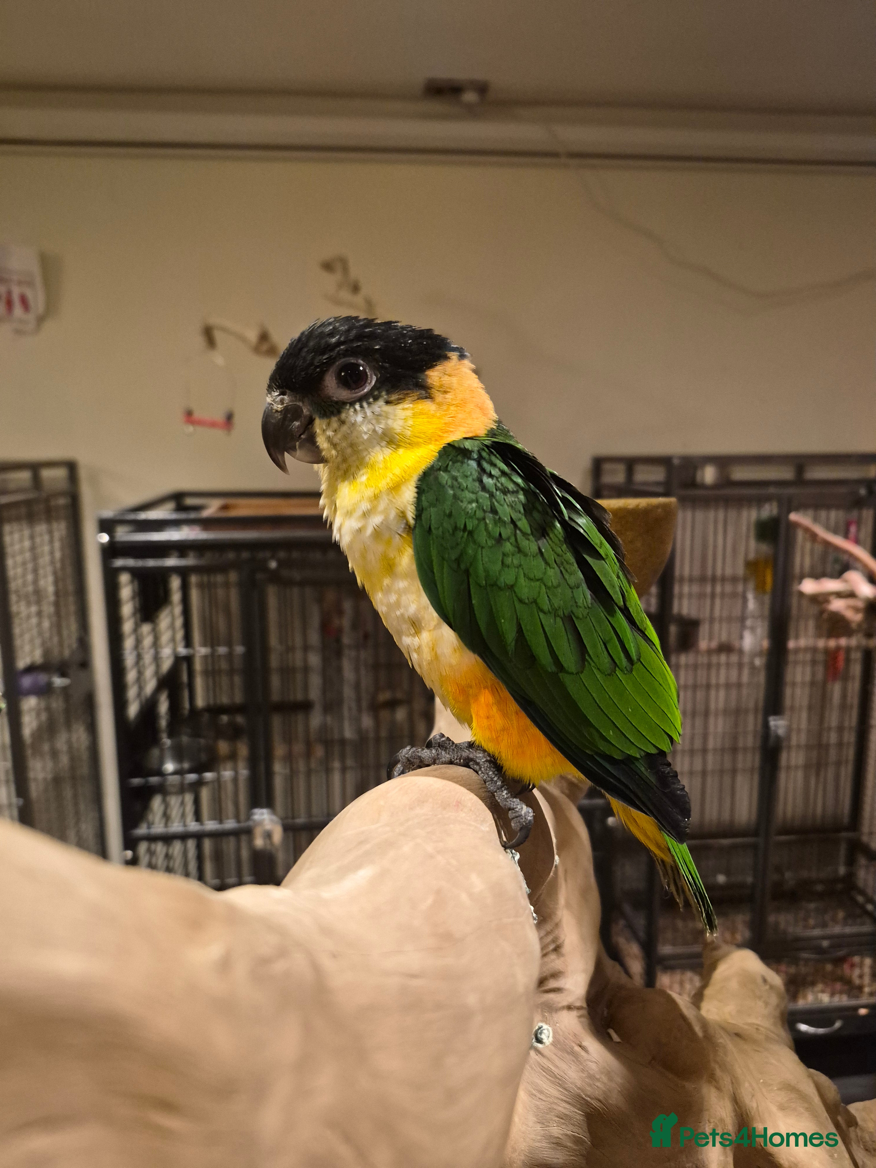 Budgerigars birds Semi tame Caquie Parrot - Advert 17