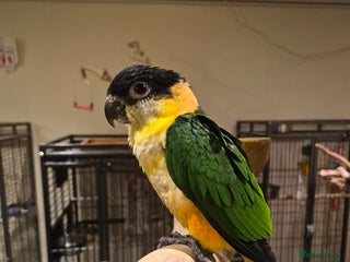 Budgerigars birds Semi tame Caquie Parrot - Advert 7