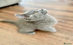 British Shorthair cats for sale: LAST British short haired kitten READY TO LEAVE. - Image 1