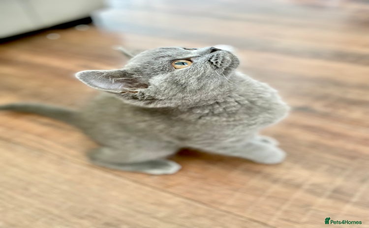 British Shorthair cats - Advert 3