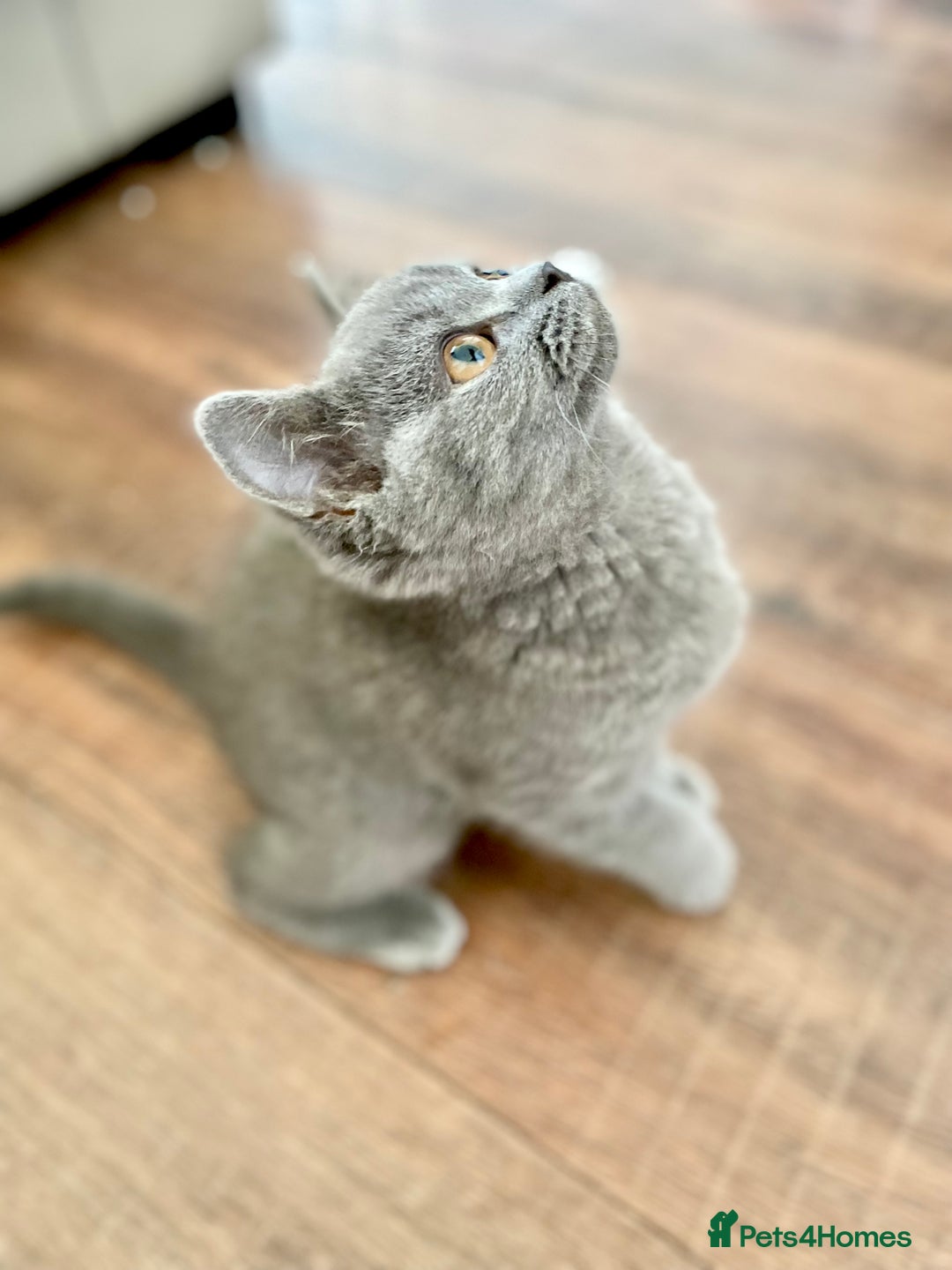 British Shorthair cats for sale: LAST British short haired kitten READY TO LEAVE. - Image 1