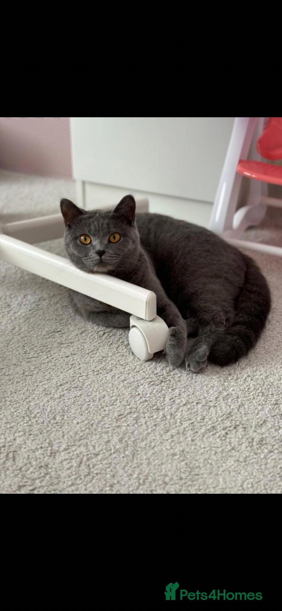 British Shorthair cats Stunning chunky British shorthair kittens  - Advert 2