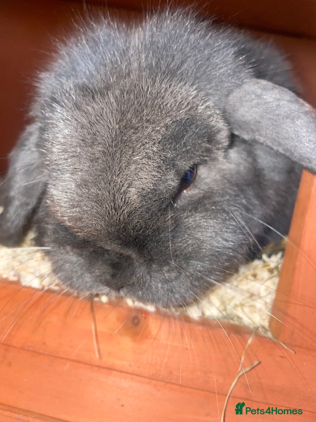 Dutch rabbits for sale: All mixed rabbits £60 each open to offers  - Advert 15