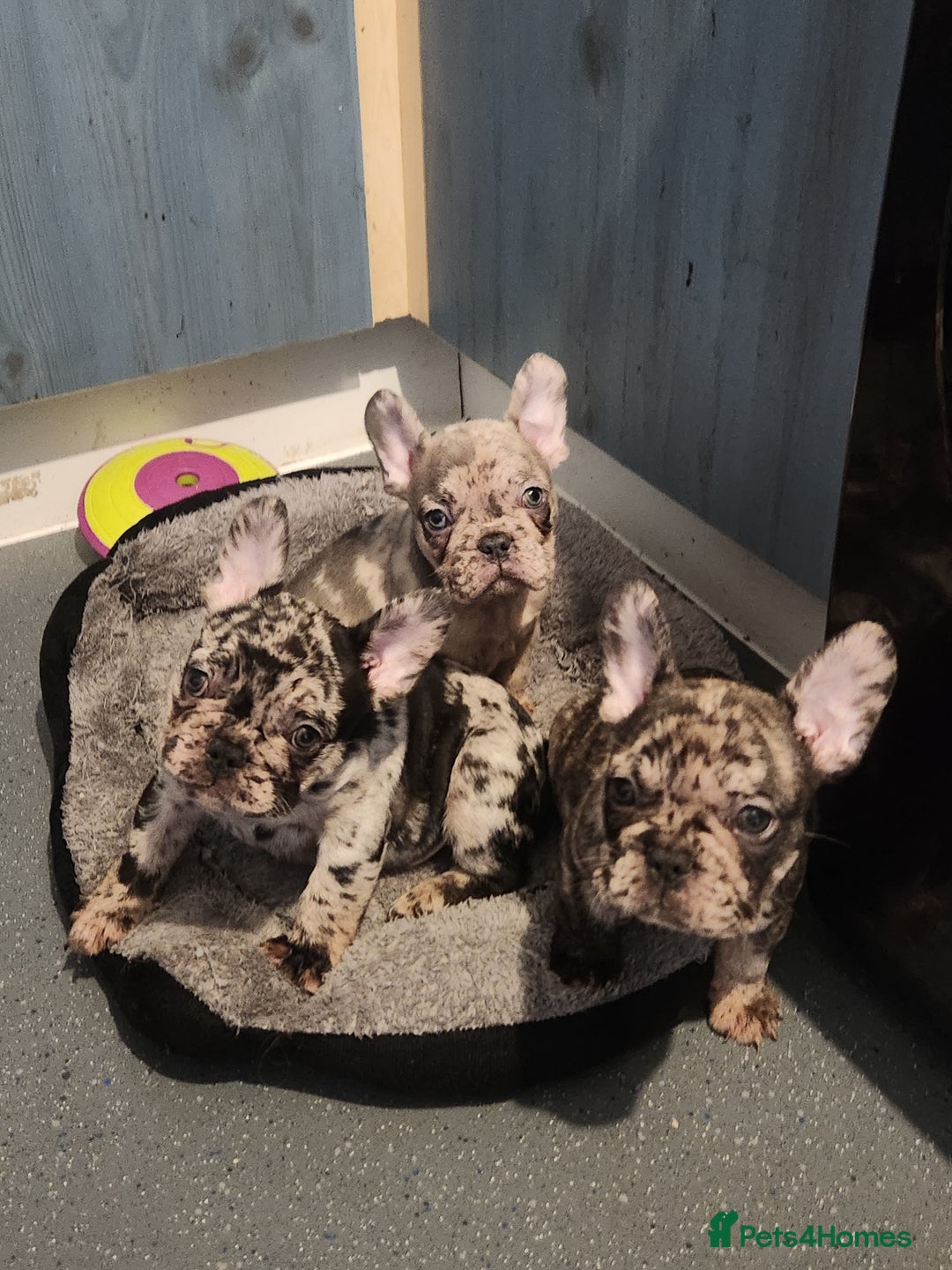 French Bulldog dogs for sale: Beautiful Puppy's For Sale  - Advert 19