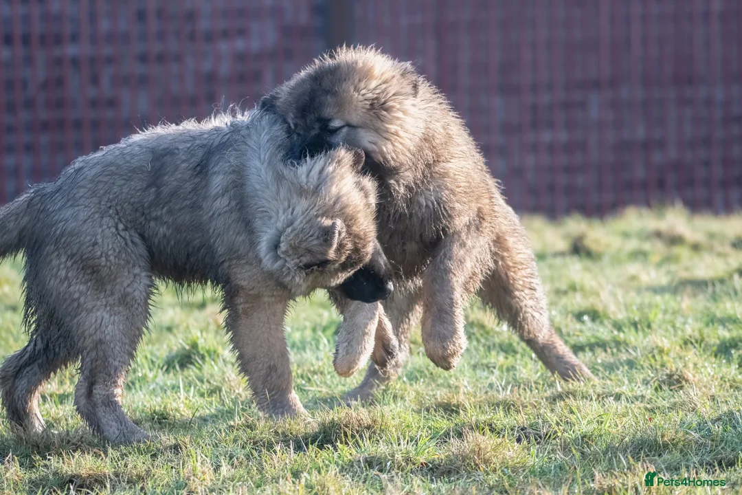 Caucasian Shepherd Dog dogs for sale: Caucasian Shepherd ( Caucasian Ovcharka ) RKC regg - Advert 10