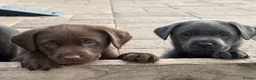 Labrador Retriever dogs for sale: Gorgeous, Chunky KC Labs - Advert 17