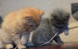 Persian cats for sale: Persian  - Image 4
