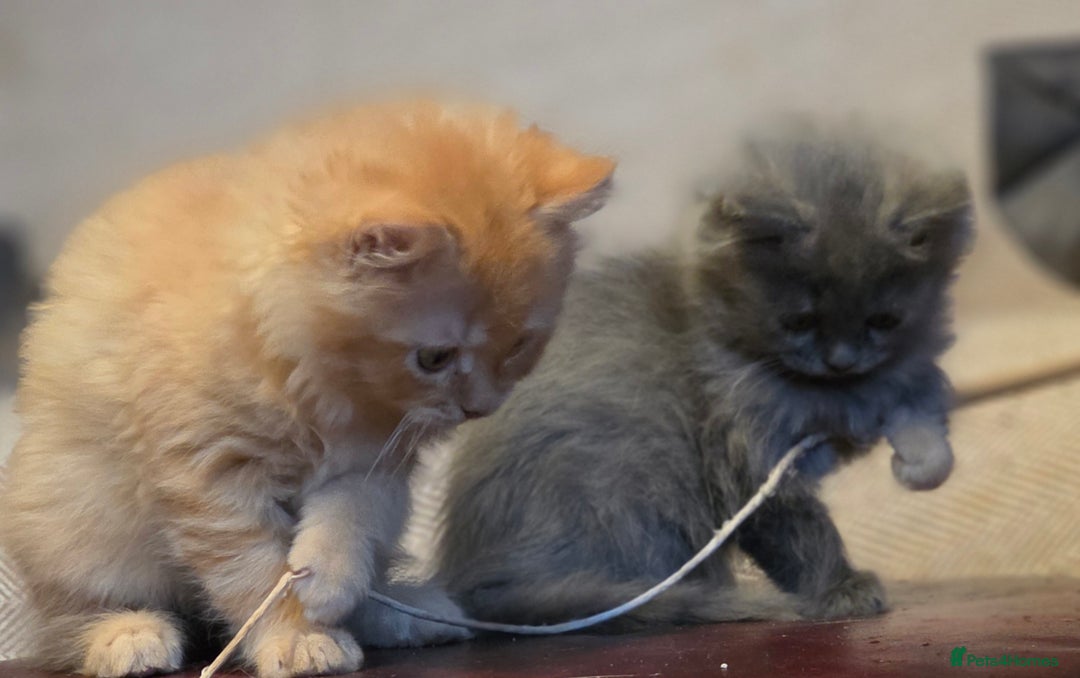Persian cats for sale: Persian  - Image 4