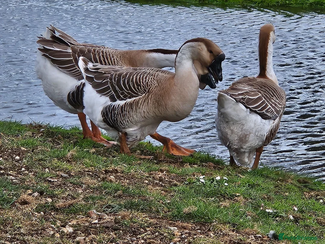 Geese poultry for sale: African Geese - Advert 1
