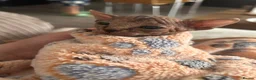 Sphynx cats for sale: Kitten - Advert 30