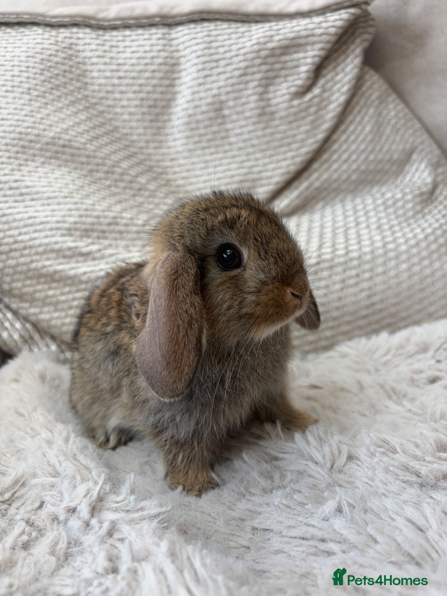 Mixed Breed rabbits Beautiful Lop Cross Baby Bunnies for sale  - Advert 2