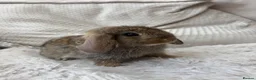 Mixed Breed rabbits for sale: Beautiful Lop Cross Baby Bunnies for sale  - Advert 2