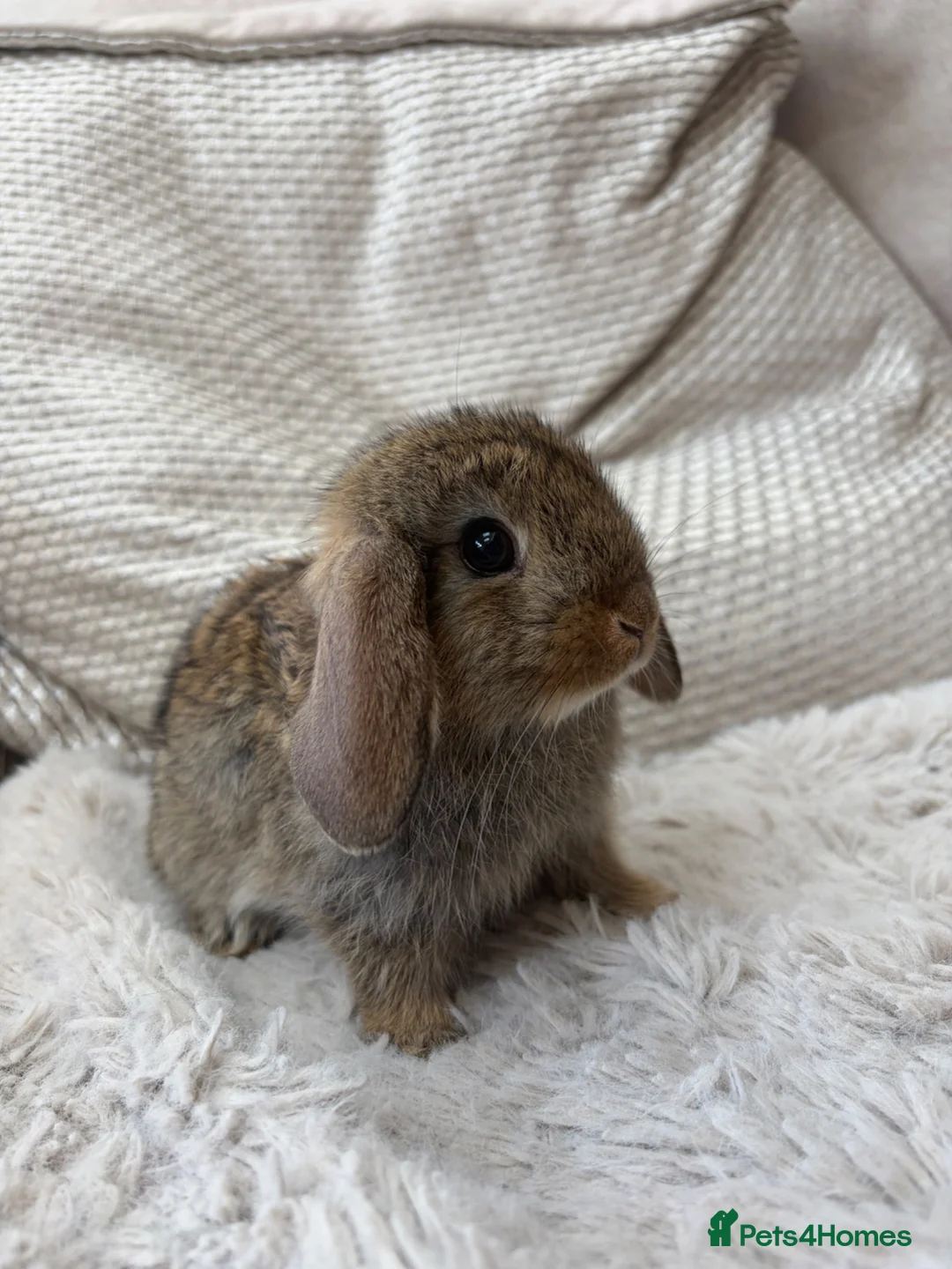 Mixed Breed rabbits for sale: Beautiful Lop Cross Baby Bunnies for sale  - Advert 2