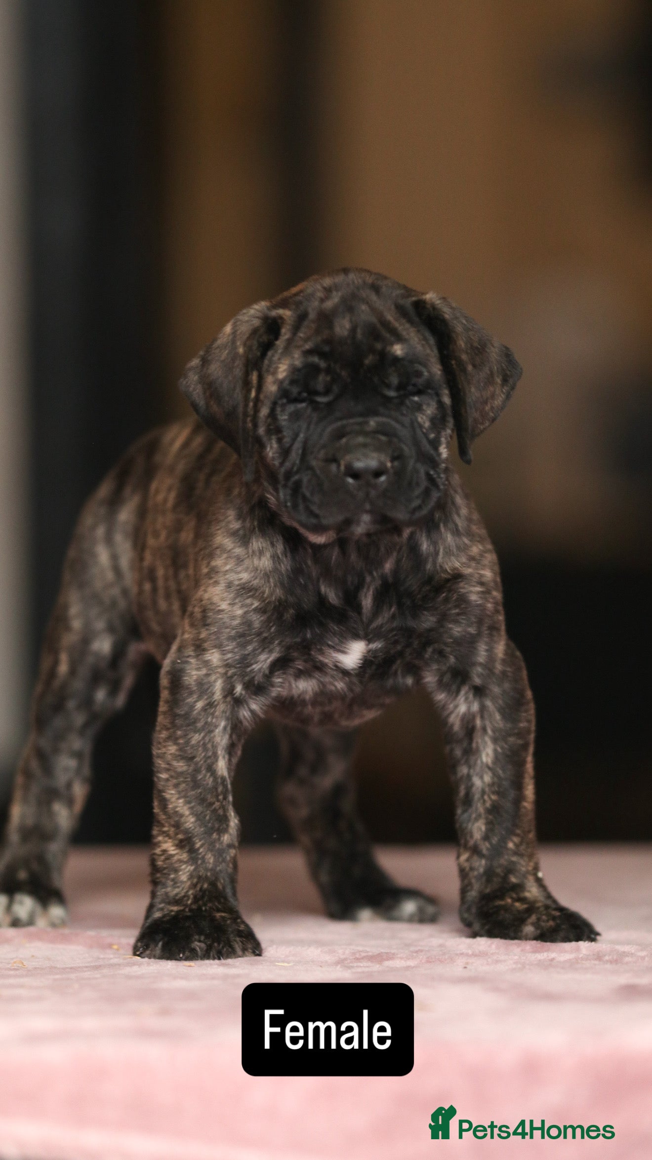 Presa Canario dogs Stunning Presa Canario Puppies  - Advert 3