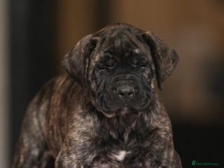 Presa Canario dogs Stunning Presa Canario Puppies - Advert 3