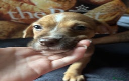 Mixed Breed dogs for sale: Puppies  - Image 11