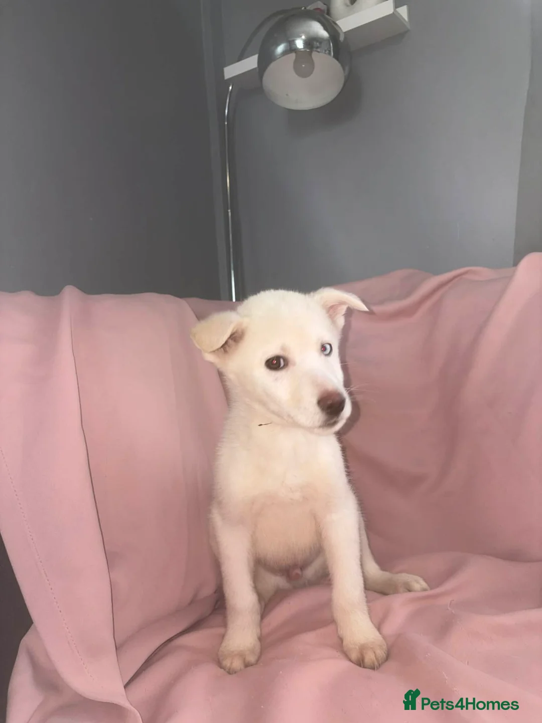 Siberian Husky dogs for sale: Male Husky Puppies - Advert 4