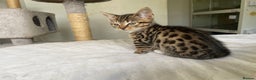 Munchkin cats for sale: Beautiful Bengal Tabby Munchkin Kittens for sale  - Advert 10
