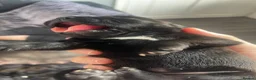 Staffordshire Bull Terrier dogs for sale: KC Beautiful litter of blue/red staffys  - Advert 5