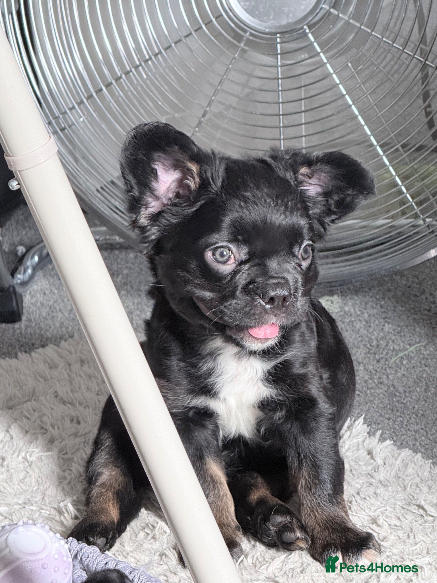 French Bulldog dogs Reduced! Ready now, 2 Girls left!  - Advert 2