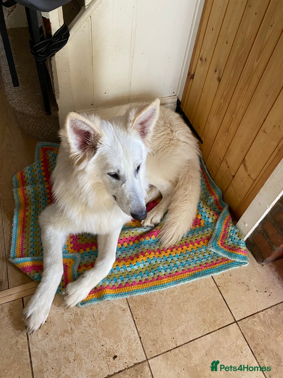 German Shepherd dogs for stud: Stunning KC WSS for STUD in Arundel - Image 7