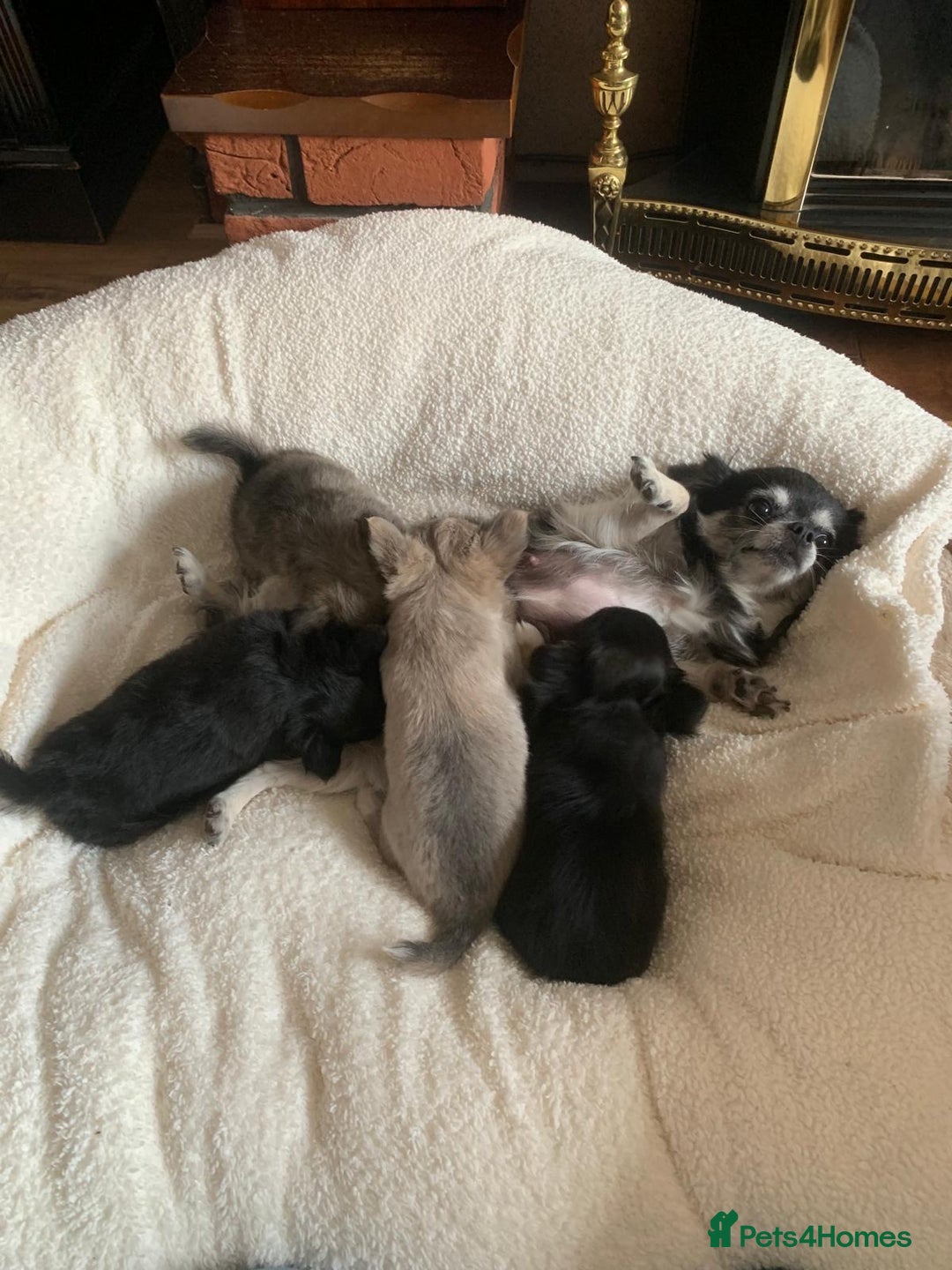Chihuahua dogs for sale: Adorable semi long coat chihuahua puppies - Image 15
