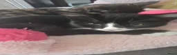 Mixed Breed cats for sale: Kittens Manchester Prices £40-£180 - Advert 15