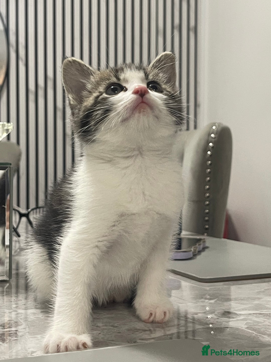 Mixed Breed cats for sale: Kittens available 8 weeks old  - Advert 2