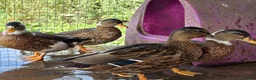 Ducks poultry for sale: Male call ducks  - Advert 7