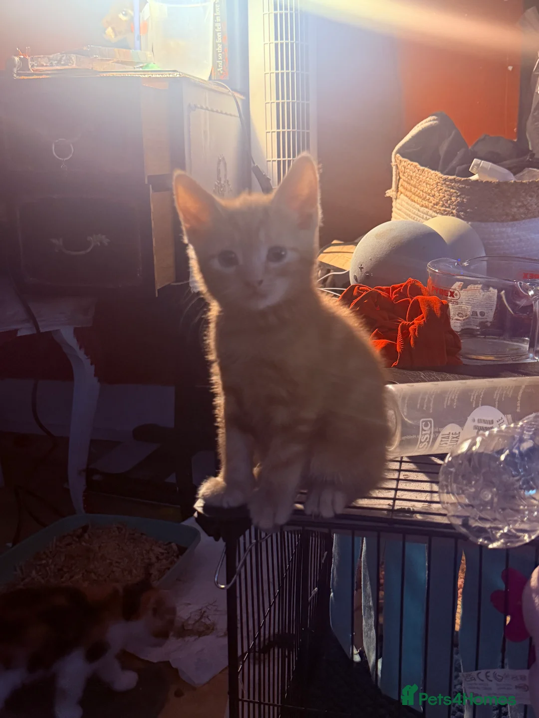 Mixed Breed cats for sale: 5 gorgeous kittens! in Westcliff-on-Sea - Advert 2