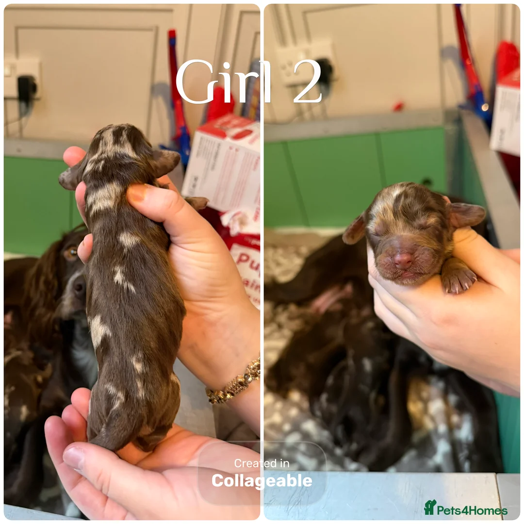 Cocker Spaniel dogs for sale: Beautiful litter of cocker spaniels  - Advert 7