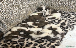 Saint Bernard dogs for sale: Health tested home raised puppies  in Thetford - Image 28