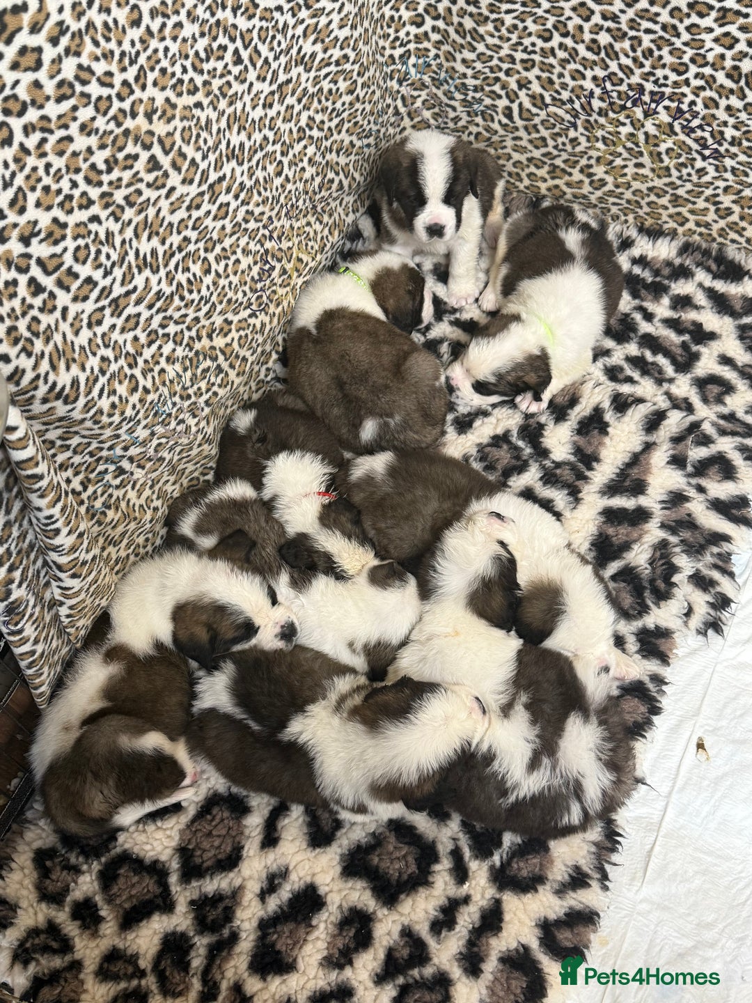 Saint Bernard dogs for sale: Health tested home raised puppies  in Thetford - Image 28