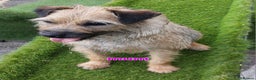 Border Terrier dogs for sale: KC REGISTERED BORDER TERRIERS SLEM CLEAR  - Advert 4