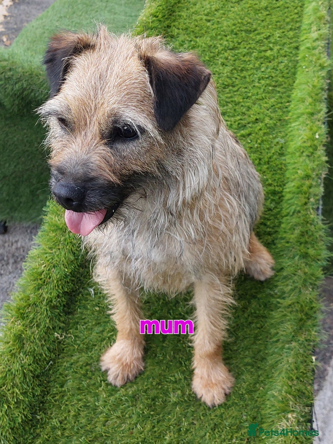 Border Terrier dogs for sale: KC REGISTERED BORDER TERRIERS SLEM CLEAR  - Advert 4