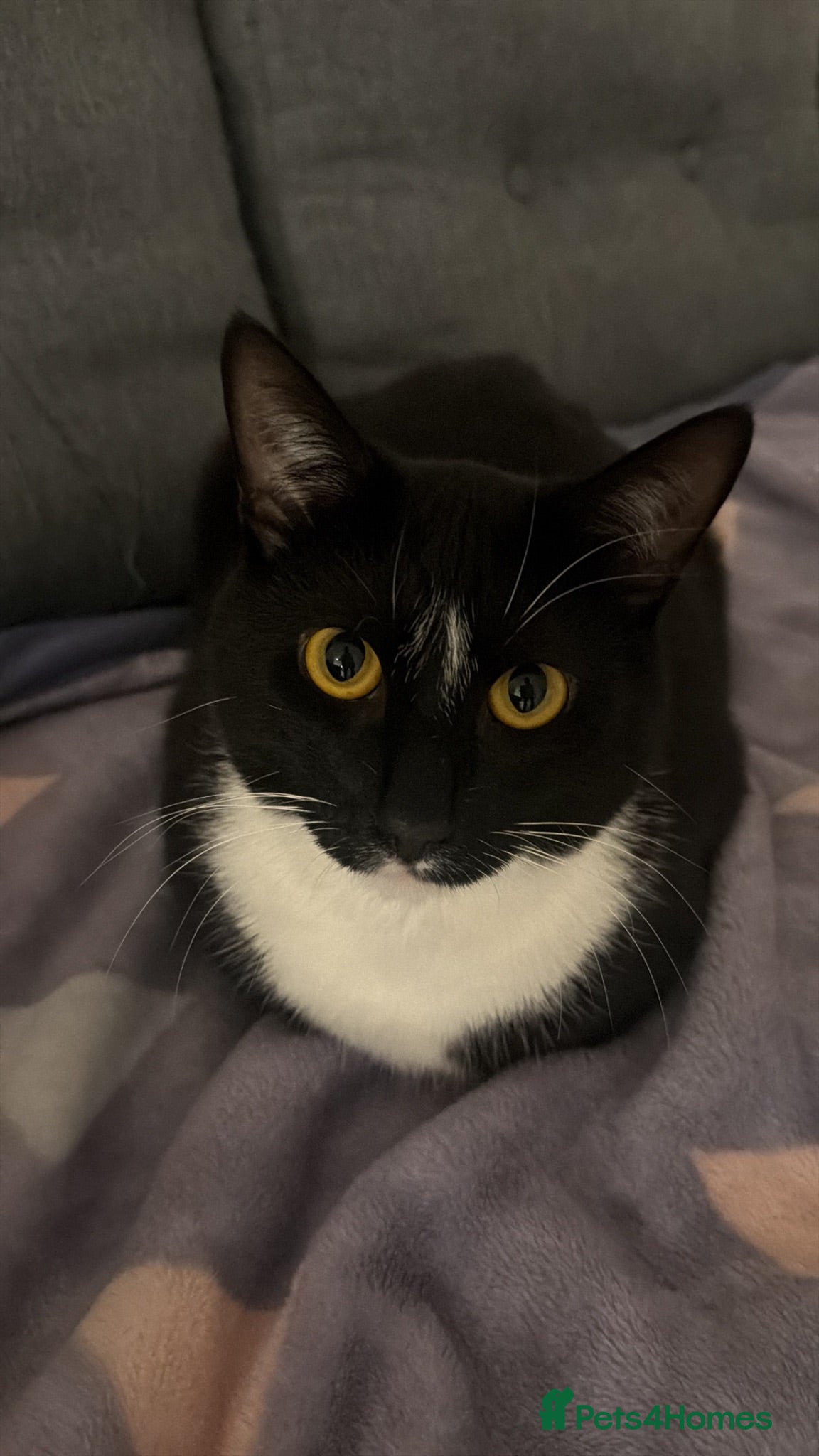 Mixed Breed cats Rehome my lovely Vader  - Advert 1