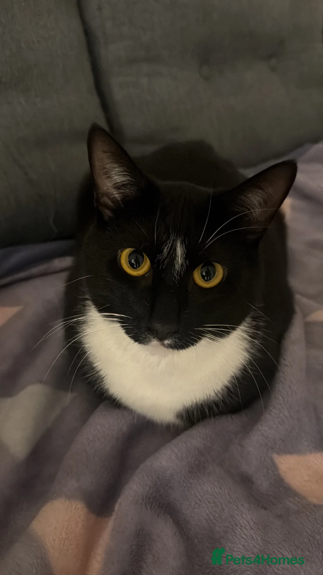 Mixed Breed cats for sale: Rehome my lovely Vader  - Advert 1