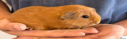Guinea Pig rodents for sale: Beautiful baby guineas  - Advert 3