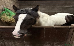 Irish Cob horses for sale: Traditional Cob - Advert 3