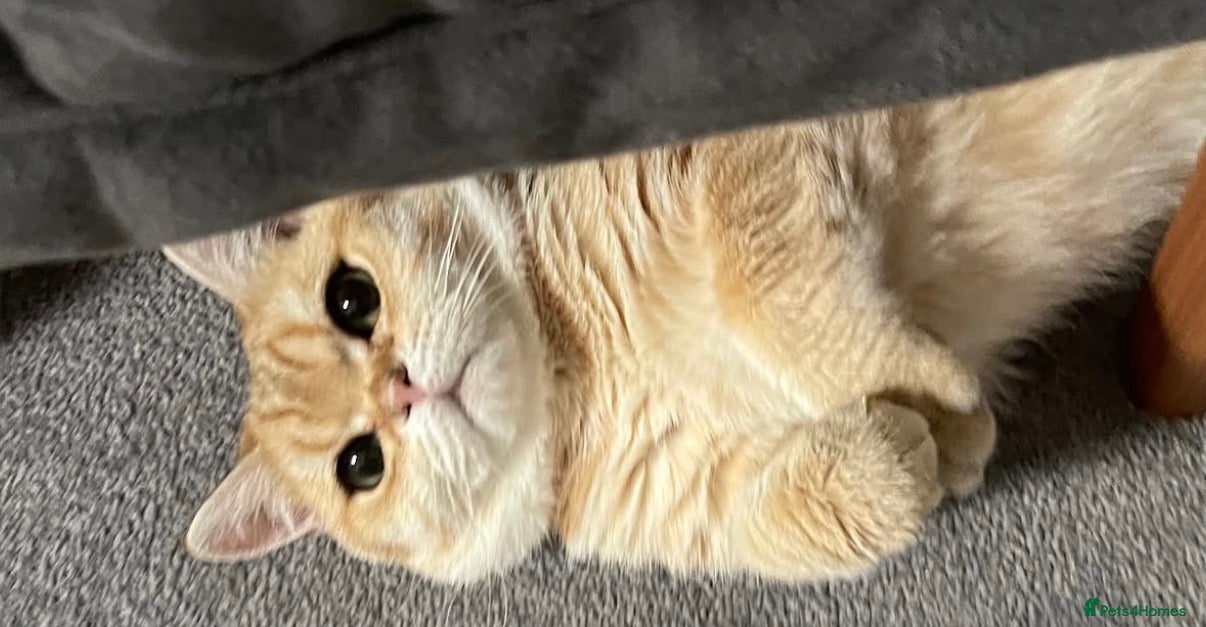 British Shorthair cats British Shorthair Golden Chinchilla Kittens - Advert 3