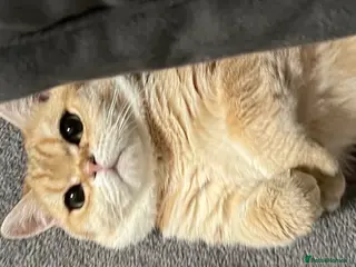 British Shorthair cats British Shorthair Golden Chinchilla Kittens - Advert 1